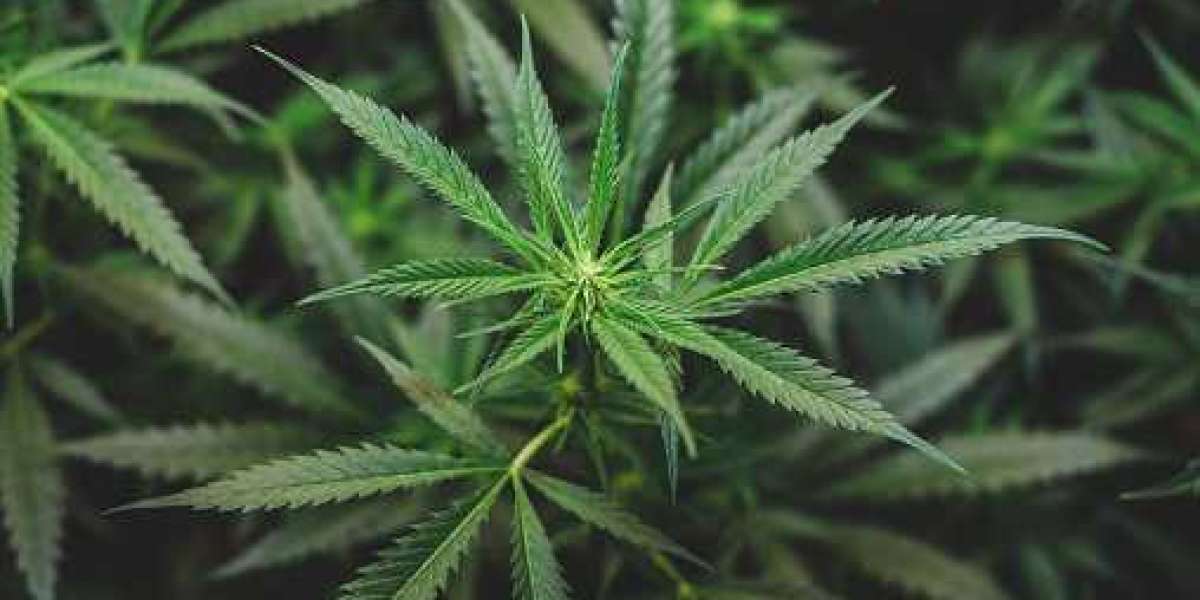 North American Legal Cannabis Market Key player, Consumption Ratio, Regional Share| Forecast