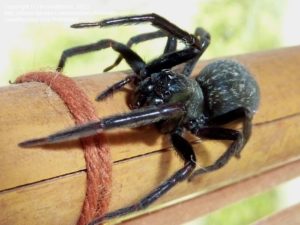 Spiders Melbourne, Spiders in Melbourne - MR Termite Solutions